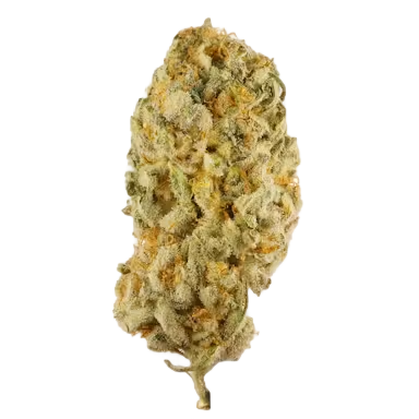 Jack Herer