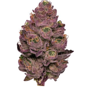 Purple Urkle