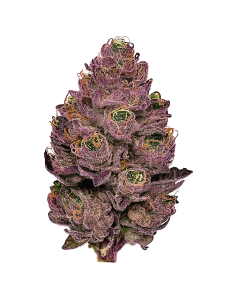 Purple Urkle
